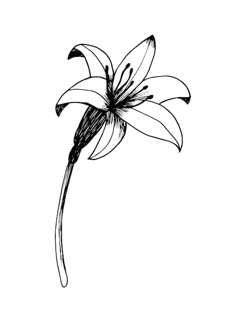 Hand drawn vector day lily sketch clip art isolated on white background spring flower in retro style