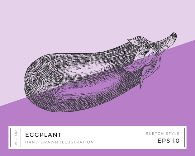 Ручной рисунок векторного баклажана Овощная иллюстрация Веганский пищевой рисунок с красочным изолированным фоном