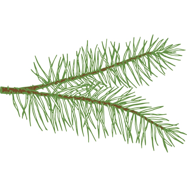 Вектор Рука нарисованные вектор вечнозеленые двойные ель или сосновая ветка красочный эскиз веточки ели иголки. изолированный.