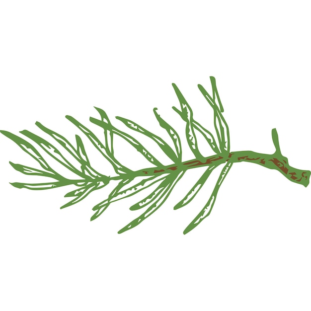 hand drawn vector evergreen little spruce or pine tree branch colorful fir-needle twig sketch. isolated.