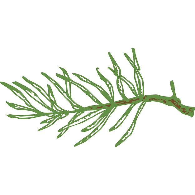 Hand Drawn Vector Evergreen Little Spruce or Pine Tree Branch Colorful Fir-needle Twig Sketch. Isolated.