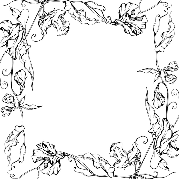手描きのベクトルグラフィックインクイラストレーション 植物花の葉 甘い永遠の豆のベッチ