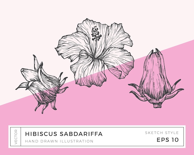 Vettore disegnato a mano hibiscus sabdariffa fiori illustrazione disegno botanico sfondio colorato