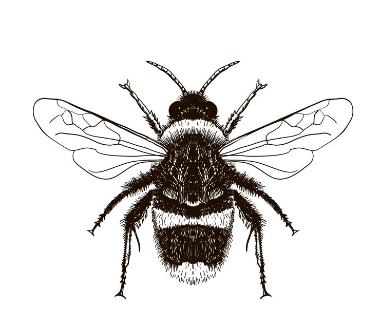 Vector hand drawn vector of honey bee sketch engraving illustration of insect engraving for beekeeping farm