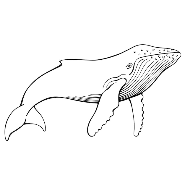 Premium Vector | Hand drawn vector of humpback whale isolated on white ...