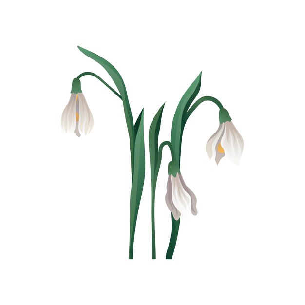 Vector hand drawn vector icon of beautiful snowdrop early spring bell shaped flower with white petals and green leaves herbaceous plant