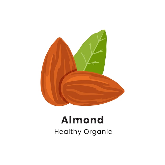 hand drawn vector illustration of almond nuts