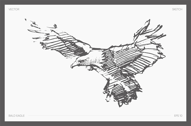 Hand drawn vector illustration of bald eagle