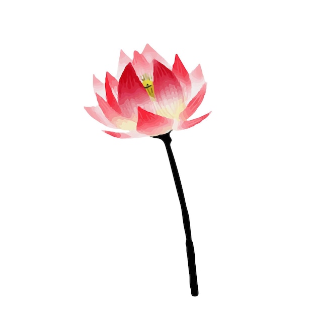 Premium Vector | Hand drawn vector illustration of lotus