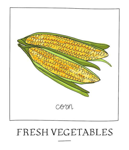 Рука обращается векторные иллюстрации изолированных кукурузы початка.