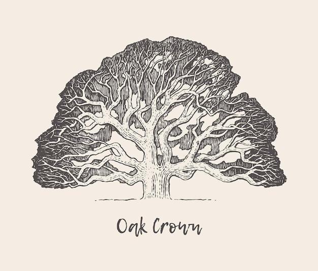 Hand drawn vector illustration of an old oak tree