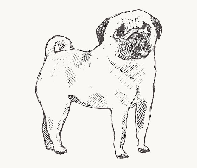 Hand drawn vector illustration of a pug