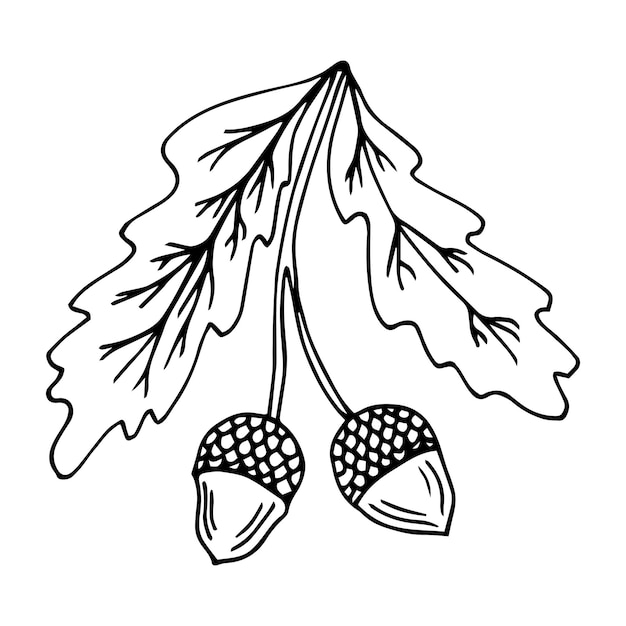 Hand drawn vector illustration of Quercus alba