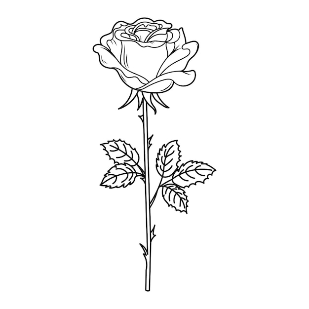 Hand drawn vector illustration of a rose bud Doodle sketch graphic line art colouring page
