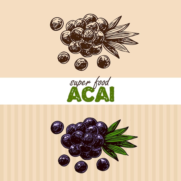 Hand drawn vector illustration superfoods