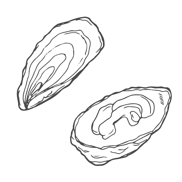 Hand drawn vector illustrations of oysters