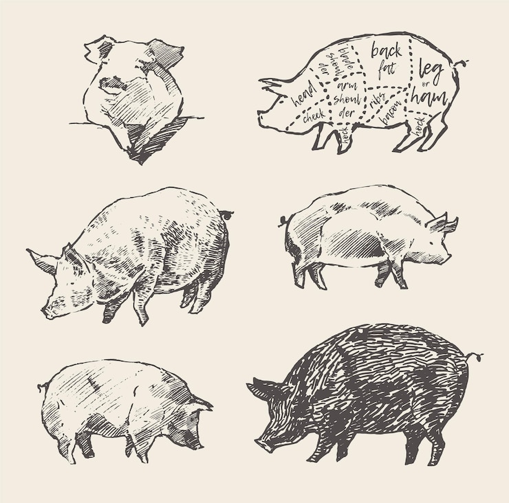 Vector hand drawn vector illustrations of pigs, mangalica. scheme of pork cuts. design elements for restaur