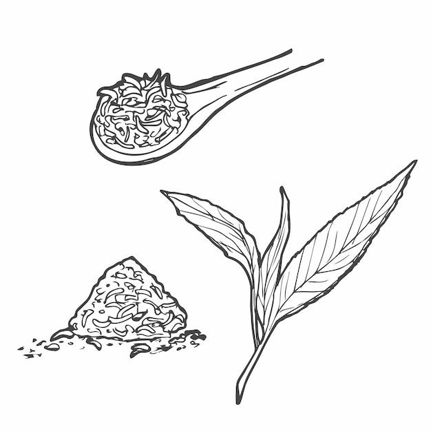 Vector hand drawn vector illustrations set of green tea leaves herbal tea illustration in sketch style