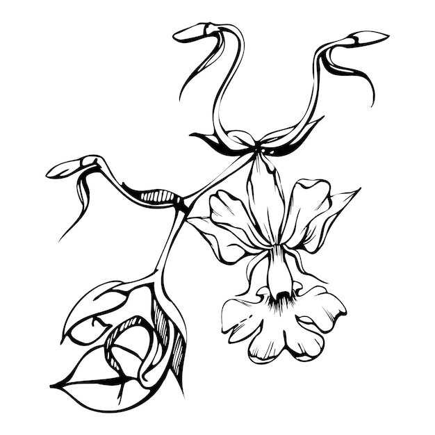 Ручной рисунок векторных чернил орхидеи цветы и ветви монохромный детальный контур Состав венка круга Изолированный на белом фоне Дизайн для настенного искусства свадебный принт татуировка обложка карты