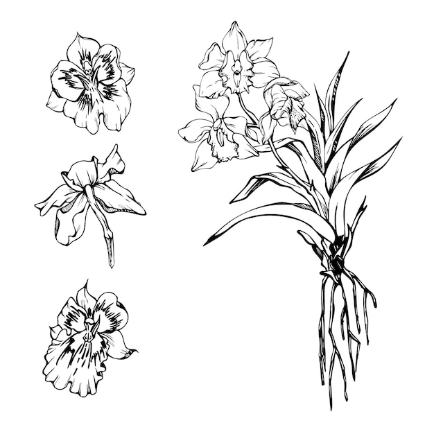 Vettore disegnato a mano vettore inchiostro fiori di orchidea e rami contorno dettagliato monocromatico composizione di ghirlanda circolare isolata su sfondo bianco design per wall art wedding print tattoo cover card