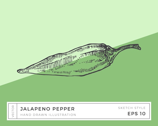 Ручной рисунок векторного перца халапеньо овощная иллюстрация веганский пищевой рисунок с красочным изолированным фоном