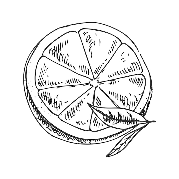 Vector hand drawn vector lemon sketch