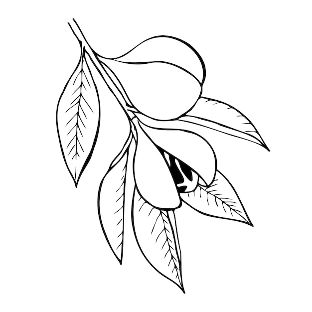 Vector hand drawn vector line botanical illustration of nutmeg