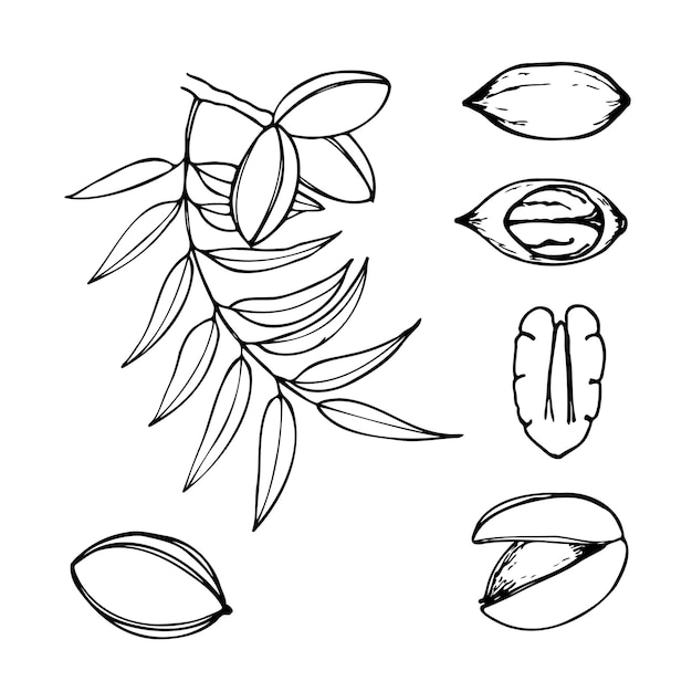 벡터 피칸 견과류의 손으로 그린 터 라인 일러스트레이션