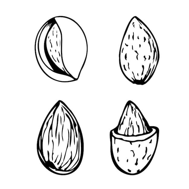 Hand drawn vector line set of almonds