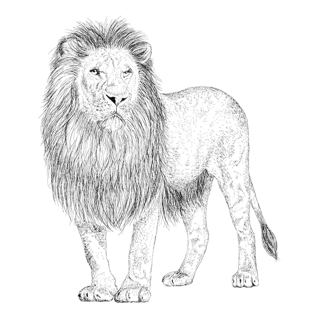 Hand drawn vector of lion illustration