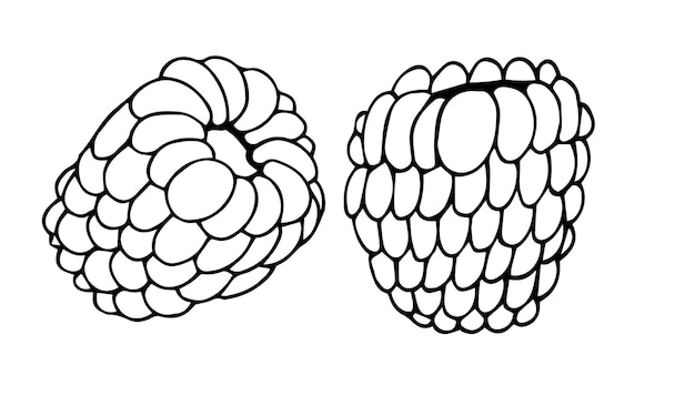 Векторная малина ручной работы. Малина каракули на белом фоне. Сладкая еда.