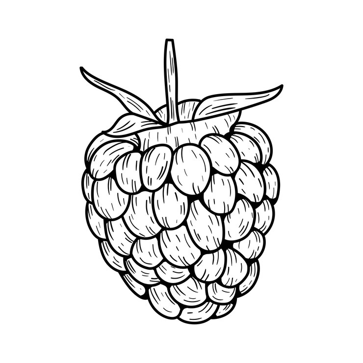 Vector hand drawn vector raspberry. 