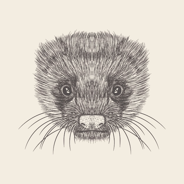 Vector hand drawn vector of rat face illustration