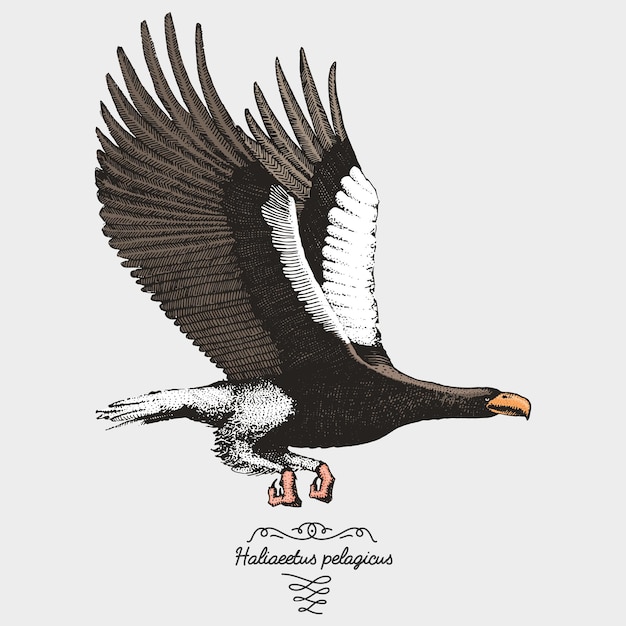 Hand drawn vector realistic bird sketch graphic style