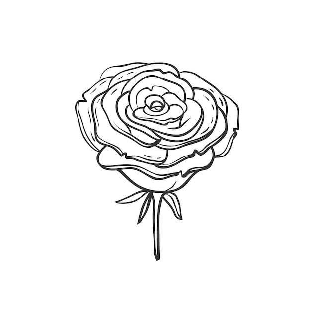 Hand drawn vector rose