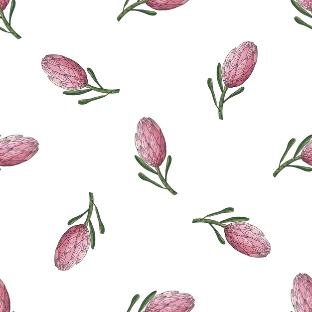 Hand drawn vector seamless pattern of king protea