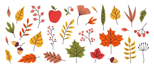 Hand drawn vector set autumn leaves Maple acorns berries oak rowan Colored trendy illustration