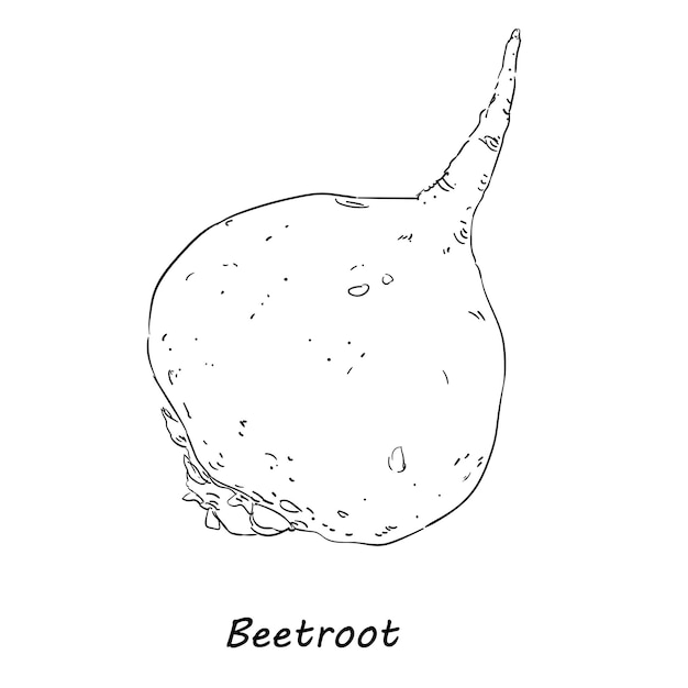 Hand Drawn Vector Sketch Of Beetroot