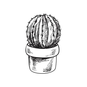 flower pot pencil drawing  Cactus drawing, Nature art drawings, Art  drawings sketches simple