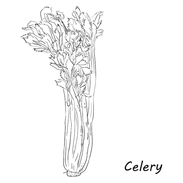 Hand Drawn Vector Sketch Of Celery