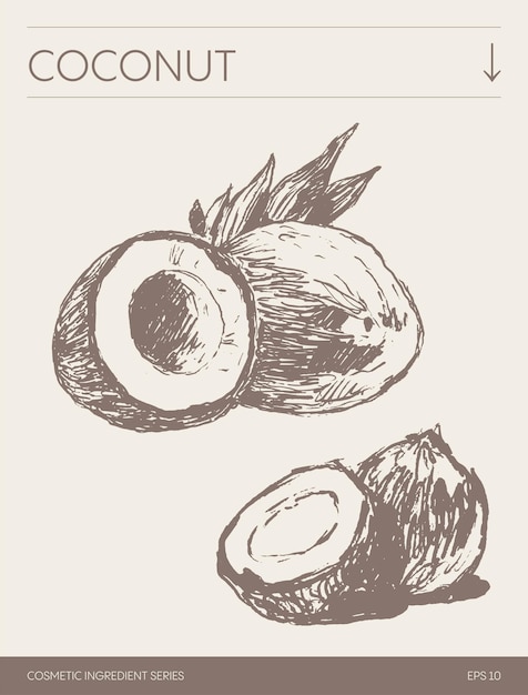 Hand drawn vector sketch of Coconut botanical illustration