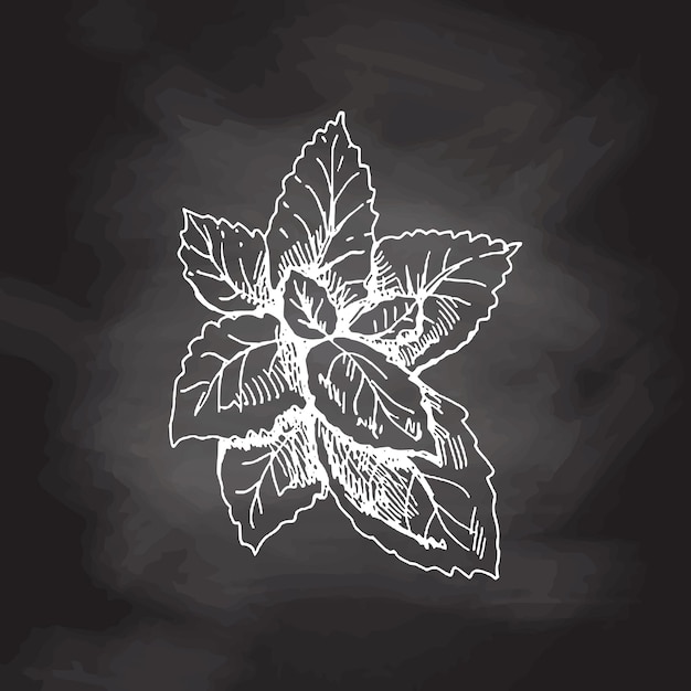 Hand drawn vector sketch of mint leaves on chalkboard backgroun