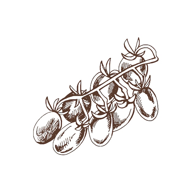 Вектор Ручно нарисованный векторный эскиз помидоров-черри на пучке, изолированной на белом фоне