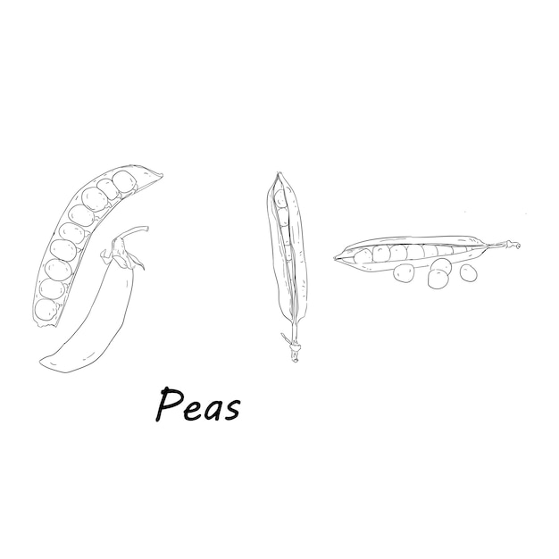 Hand Drawn Vector Sketch Of Peas