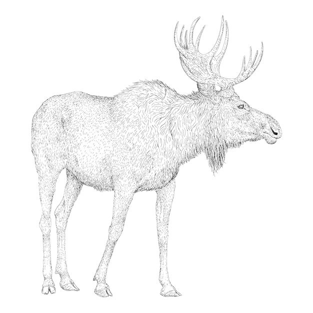 Hand drawn vector of stag illustration