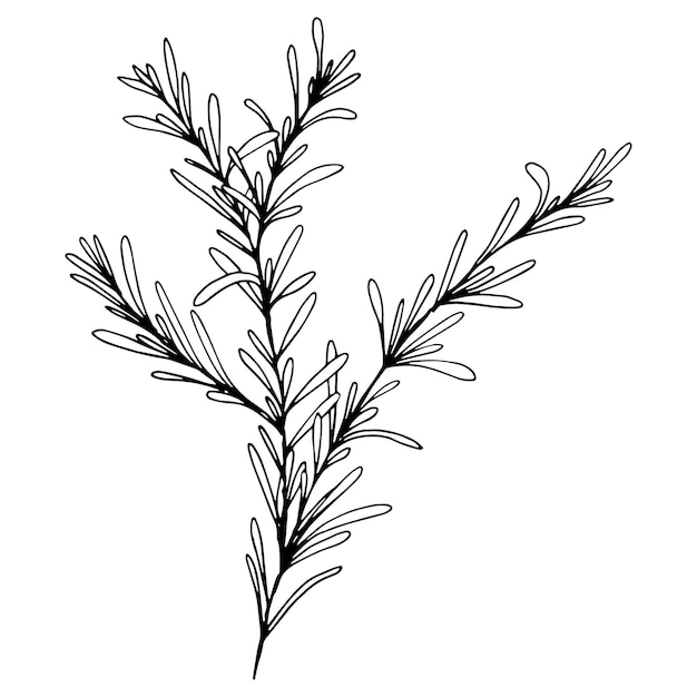 Vector hand drawn vector thyme herb for culinary