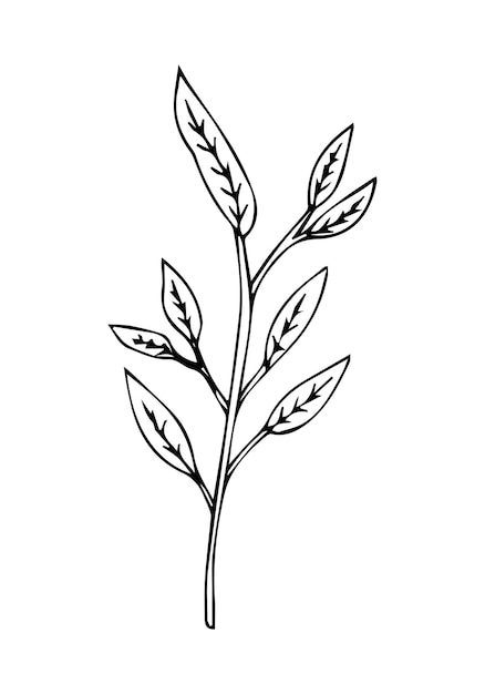 Hand drawn vector of tree branch.