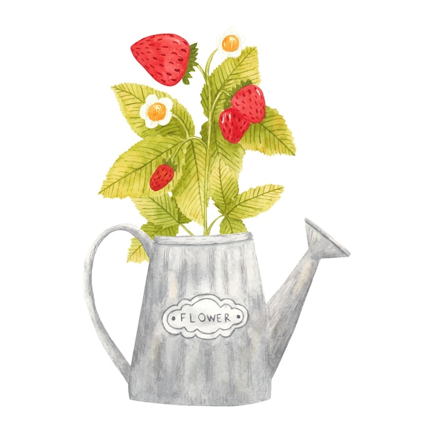 Vector hand drawn vector watercolor strawberry branch in a vintage steel watering can on white background