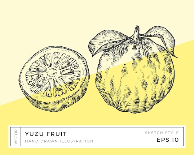 Vector hand drawn vector yuzu citrus fruit illustration vegan plant based food drawing with colorful background isolated