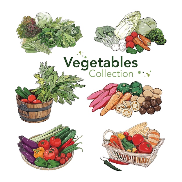 Vector hand-drawn vegetables collection